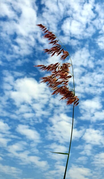 Lage hoek van de plant tegen de lucht