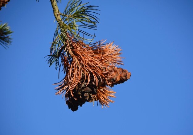 Foto lage hoek van de plant tegen een heldere blauwe hemel