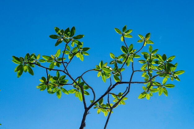 Foto lage hoek van de plant tegen een heldere blauwe lucht
