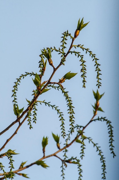 Lage hoek van de plant tegen een heldere lucht