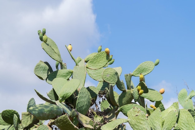 Lage hoek van de prikkelpiercactus tegen de lucht