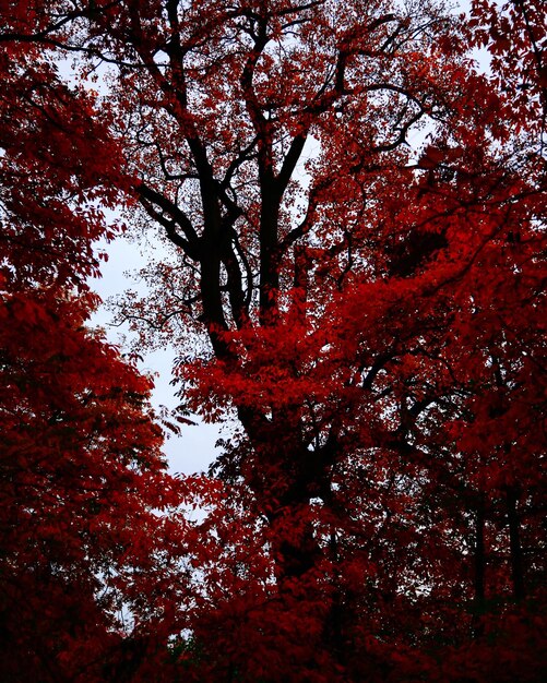 Foto lage hoek van de rode boom tegen de hemel