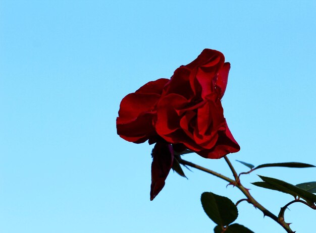 Lage hoek van de rode roos tegen een heldere hemel
