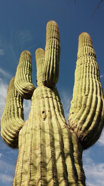 Foto lage hoek van de saguaro cactus tegen de lucht