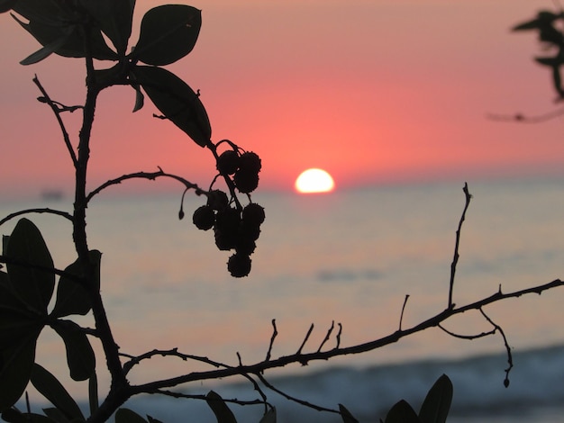 Foto lage hoek van de silhouetboom tegen de hemel tijdens de zonsondergang