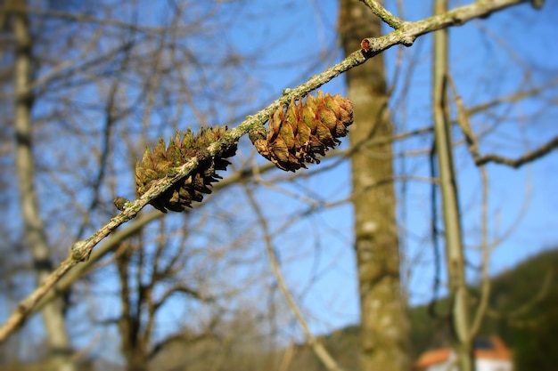 Foto lage hoek van de takken van bomen