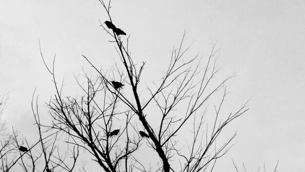 Foto lage hoek van de vogel op de tak