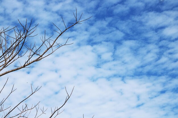 Foto lage hoek van de vogel tegen de lucht