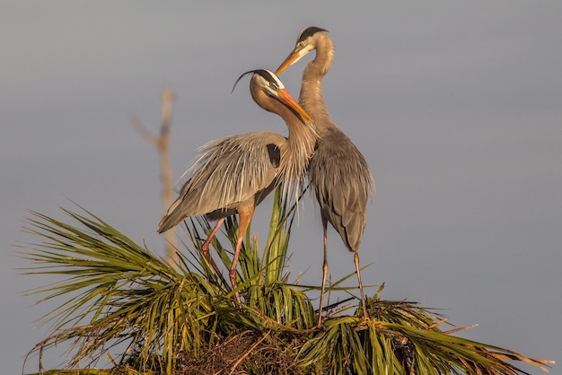 Lage hoek van de vogel tegen de lucht
