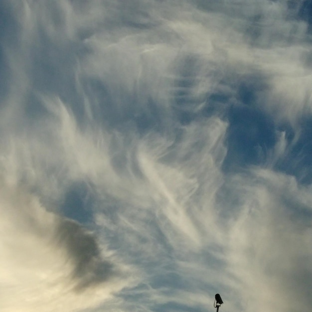 Foto lage hoek van de vogel tegen de lucht