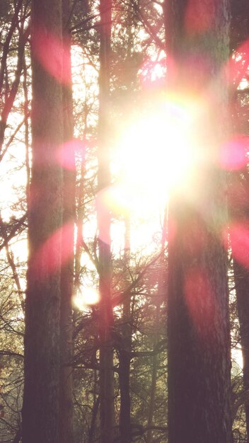 Foto lage hoek van de zon die door bomen in het bos schijnt