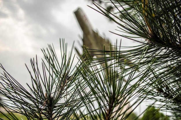 Foto lage hoek van dennen tak tegen vliegtuig in de lucht