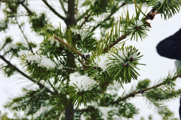 Foto lage hoek van dennenboom tegen de lucht