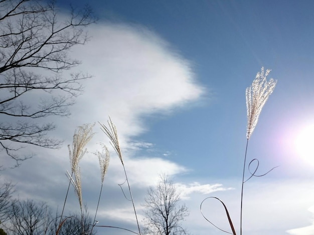 Foto lage hoek van droog gras tegen de lucht