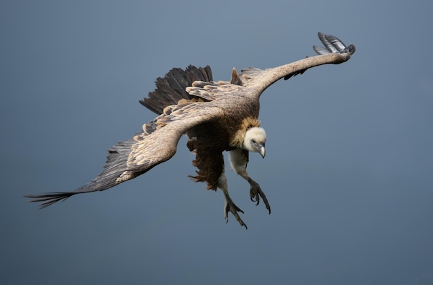 Foto lage hoek van een adelaar die in de lucht vliegt