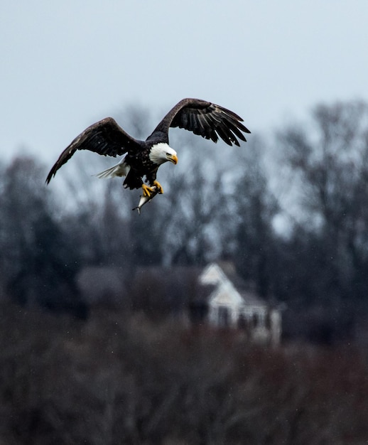 Foto lage hoek van een adelaar die in de lucht vliegt