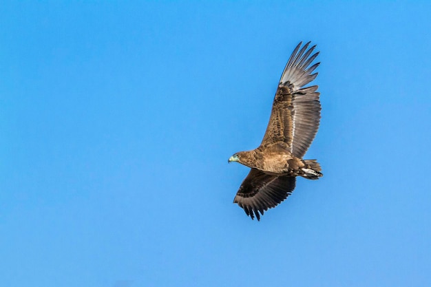 Lage hoek van een adelaar die in de lucht vliegt