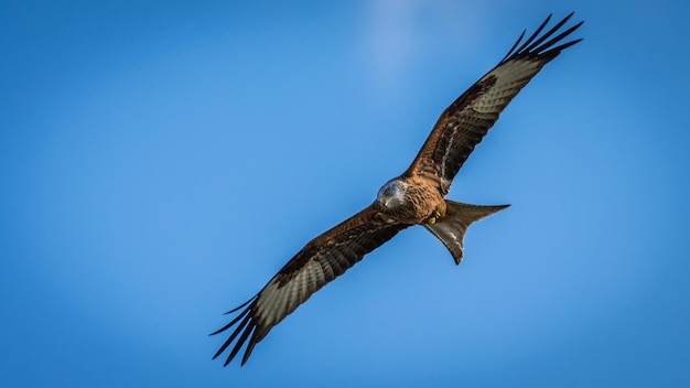 Lage hoek van een adelaar die tegen de lucht vliegt