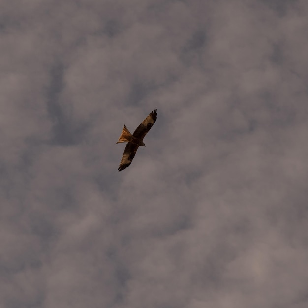 Foto lage hoek van een adelaar die tegen de lucht vliegt