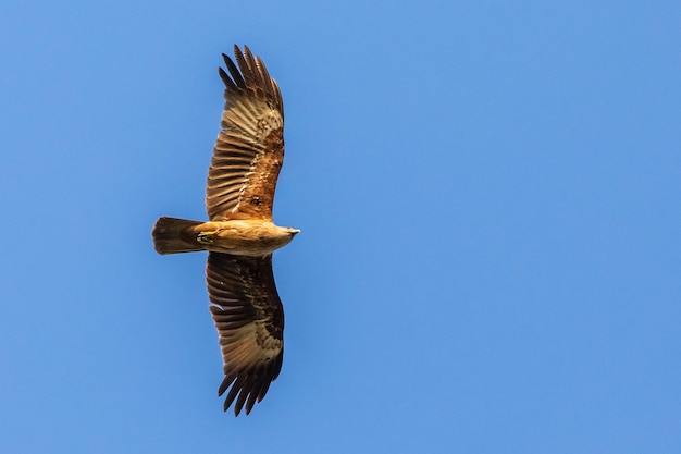 Foto lage hoek van een adelaar die tegen een heldere blauwe hemel vliegt