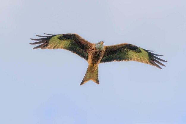 Foto lage hoek van een adelaar die tegen een heldere lucht vliegt