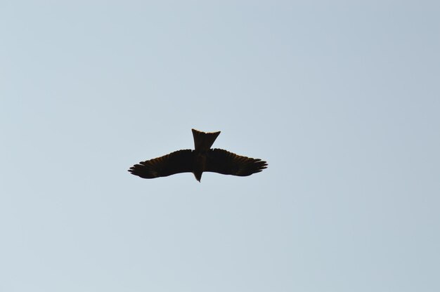 Foto lage hoek van een adelaar die tegen een heldere lucht vliegt