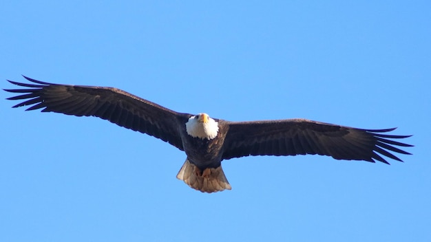 Foto lage hoek van een adelaar die vliegt tegen een heldere blauwe lucht