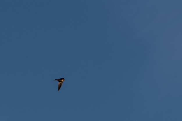 Foto lage hoek van een adelaar die vliegt tegen een heldere blauwe lucht