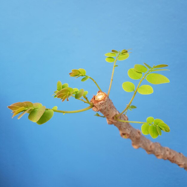 Foto lage hoek van een bloeiende plant tegen de blauwe hemel