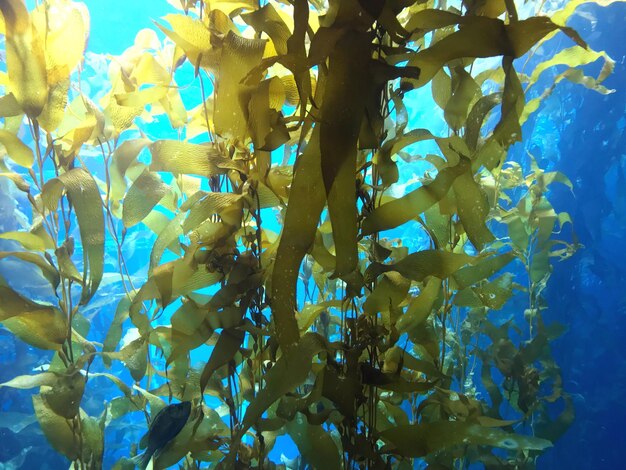 Foto lage hoek van een bloeiende plant tegen de blauwe hemel