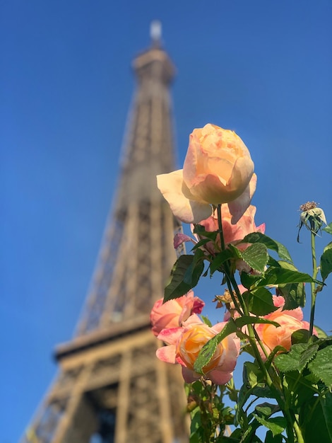 Foto lage hoek van een bloeiende plant tegen de eiffeltoren in parijs