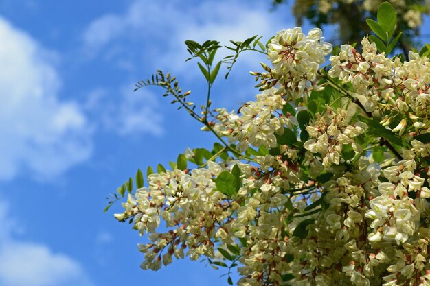 Foto lage hoek van een bloeiende plant tegen de lucht