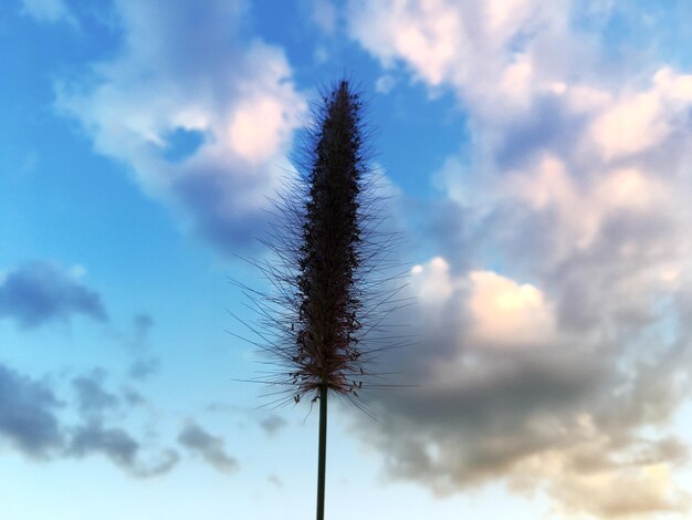 Foto lage hoek van een bloeiende plant tegen de lucht