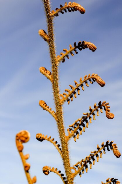 Lage hoek van een bloeiende plant tegen de lucht