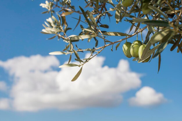 Lage hoek van een bloeiende plant tegen de lucht