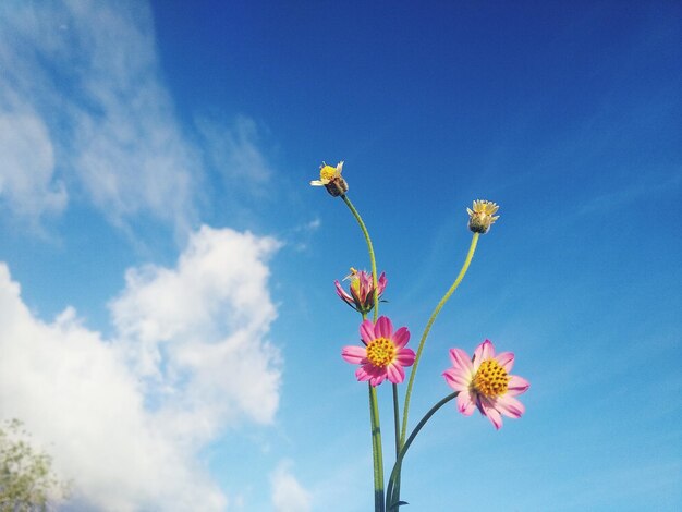 Foto lage hoek van een bloeiende plant tegen een blauwe lucht