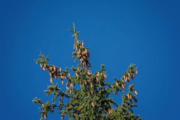 Foto lage hoek van een bloeiende plant tegen een blauwe lucht