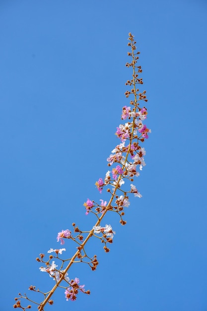 Lage hoek van een bloeiende plant tegen een heldere blauwe lucht