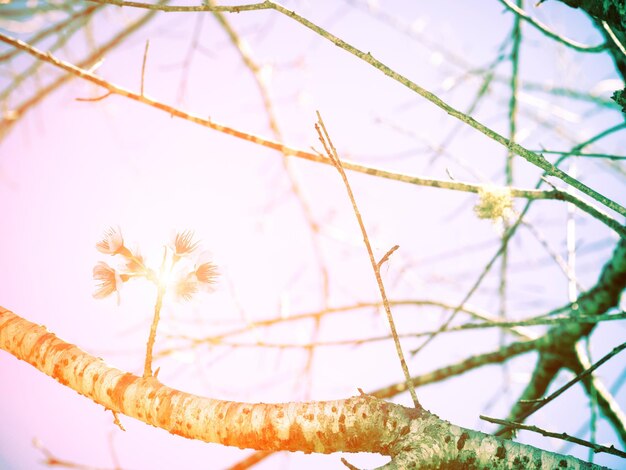 Foto lage hoek van een bloemboom tegen de lucht