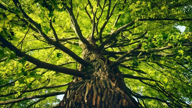 Lage hoek van een boom bedekt met groene bladeren onder het zonlicht overdag