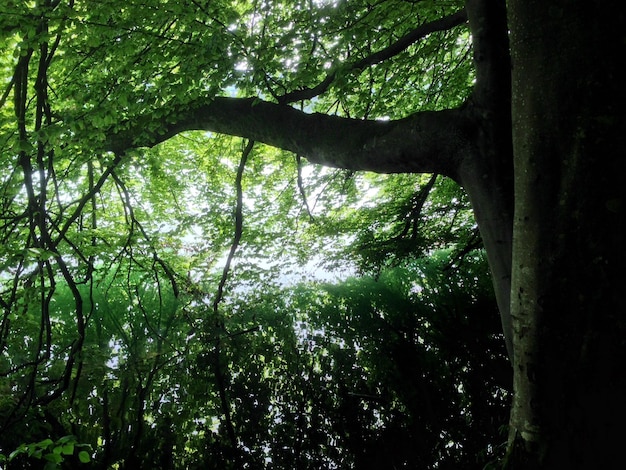 Lage hoek van een boom in het bos