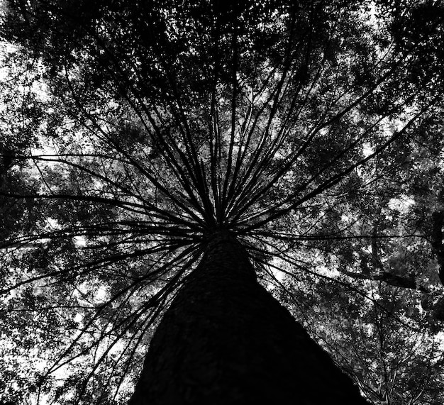 Lage hoek van een boom in het bos