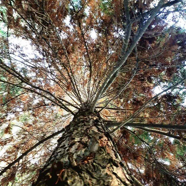 Foto lage hoek van een boom in het bos