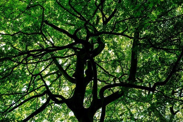 Lage hoek van een boom in het bos