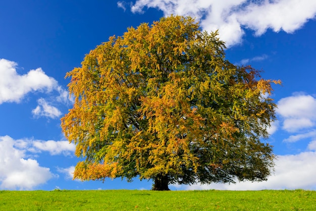 Lage hoek van een boom op een grasveld tegen de lucht