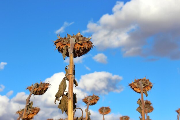 Foto lage hoek van een droge plant tegen de lucht