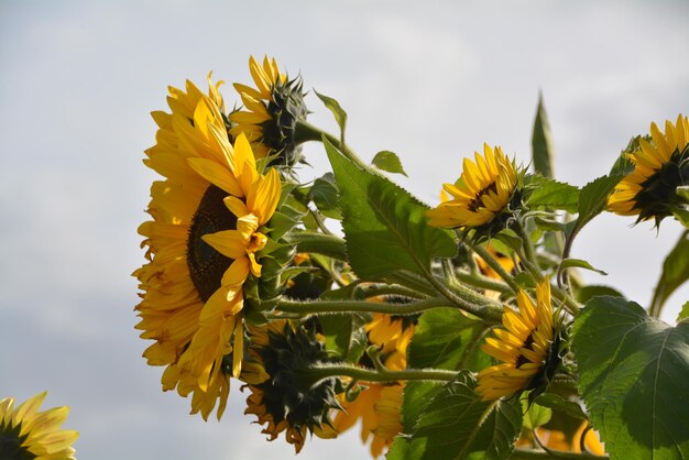 Foto lage hoek van een gele bloeiende plant tegen de lucht