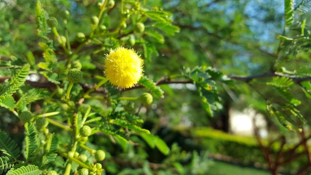 Foto lage hoek van een gele bloem die bloeit in een park