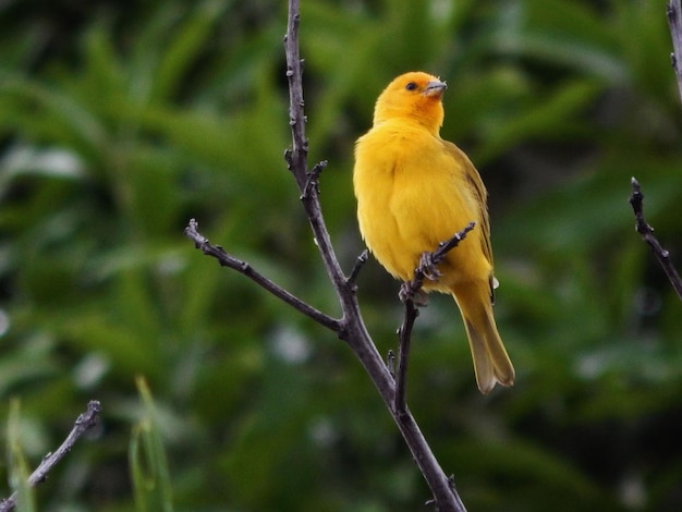 Lage hoek van een gele vogel die op een tak zit