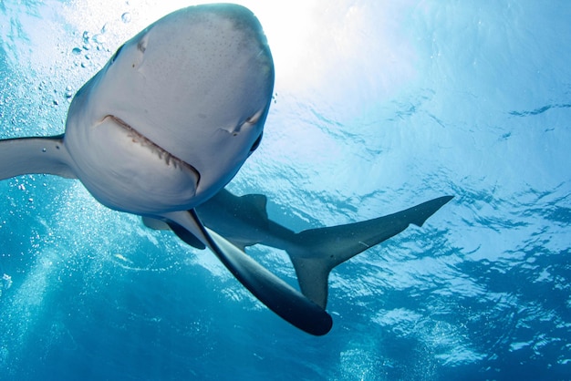 Lage hoek van een haai die in de zee zwemt
